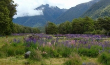 Fiordland & Milford